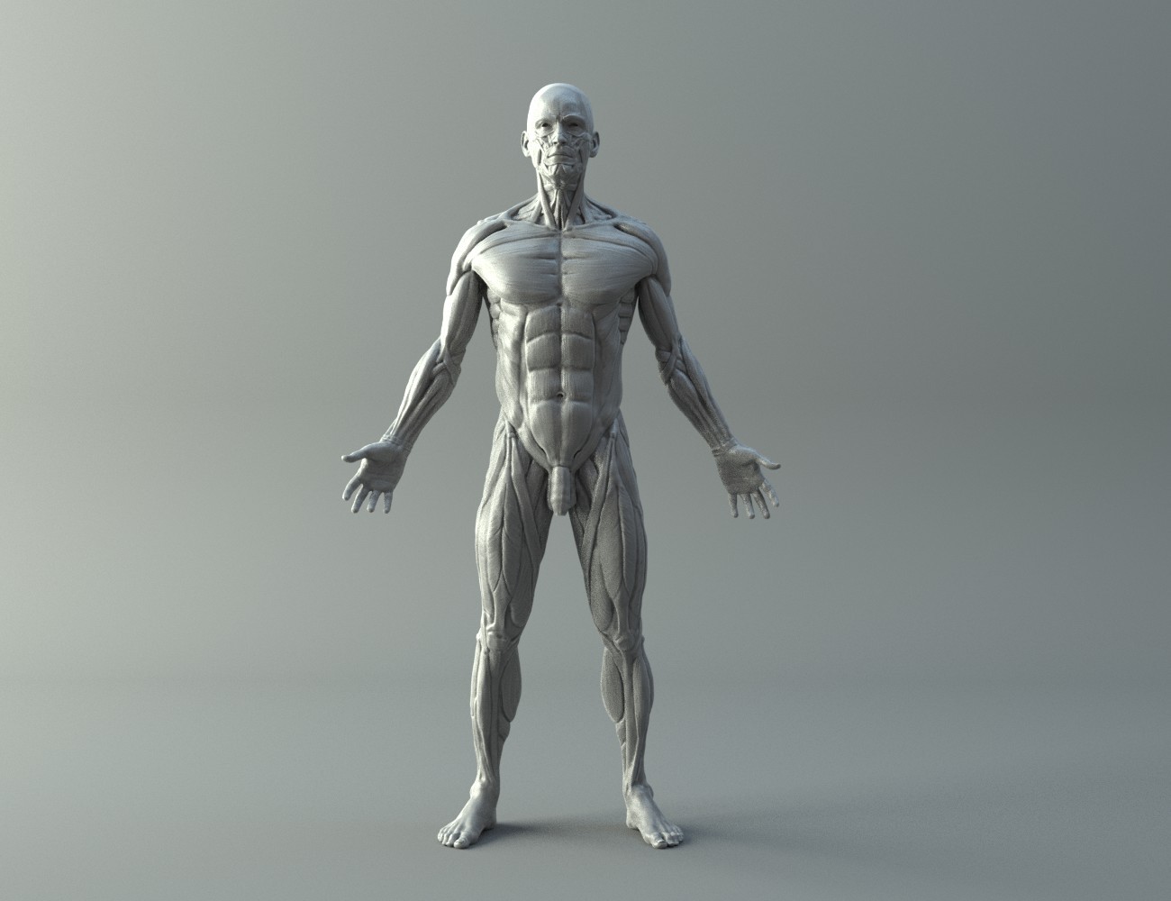 Ecorche for printing 3D print model